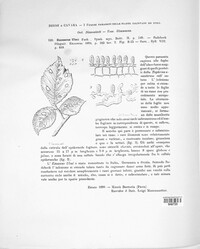 Taphrina ulmi image